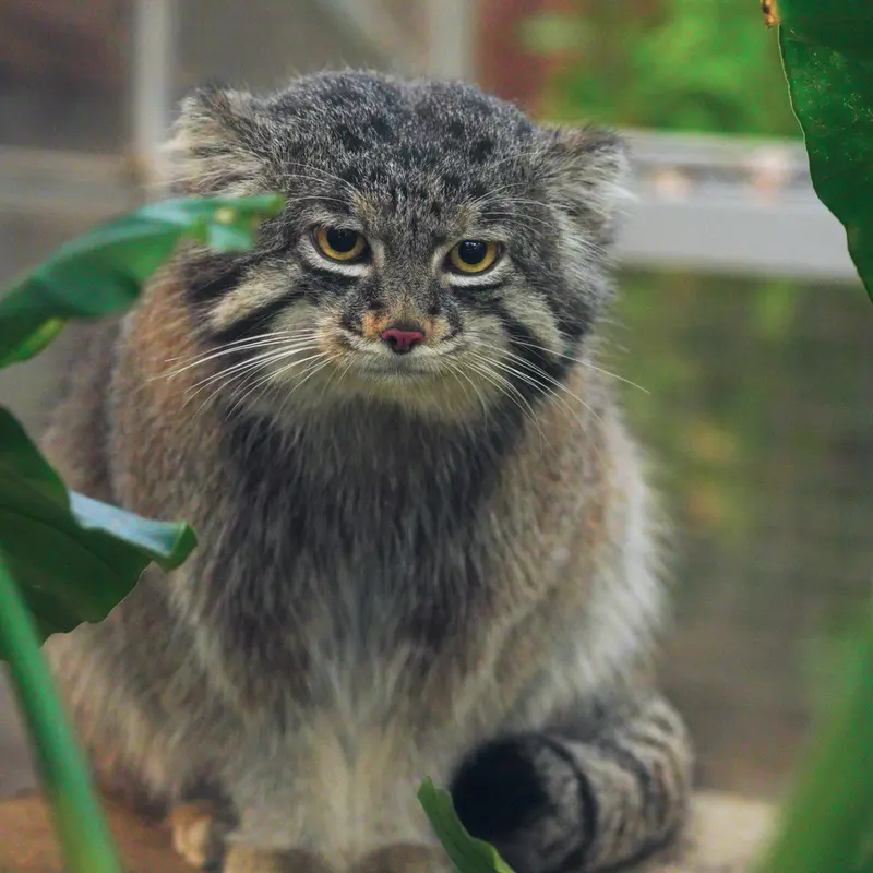 Фотография Нара в Царстве Животных Кобе