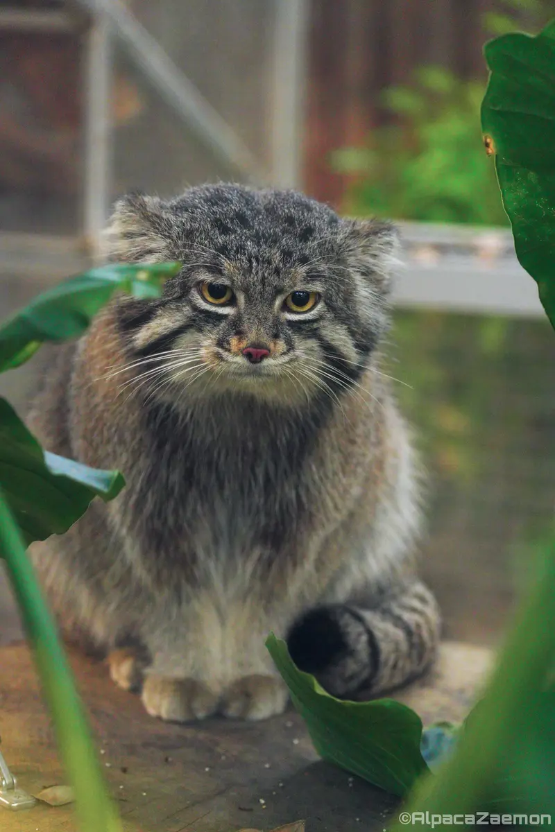 Фотография Нара в Царстве Животных Кобе