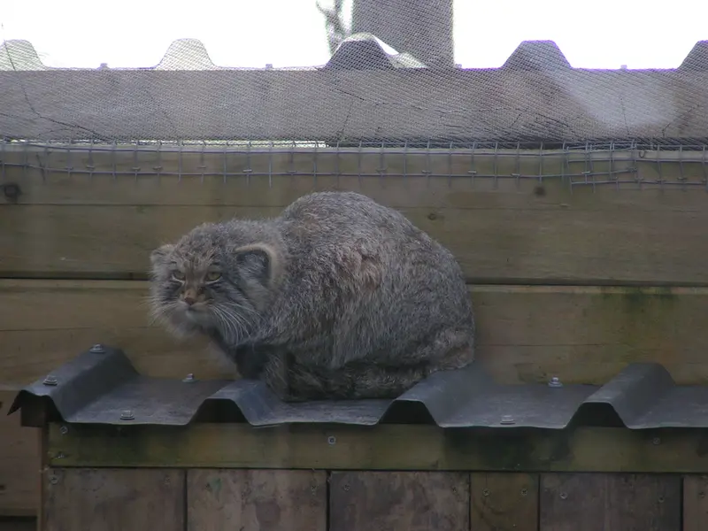 Фотография Алтая в Лэйклэнде Вайлдлайф Оазисе