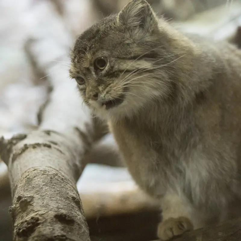 Фотография Примулы в Зоопарке Уено