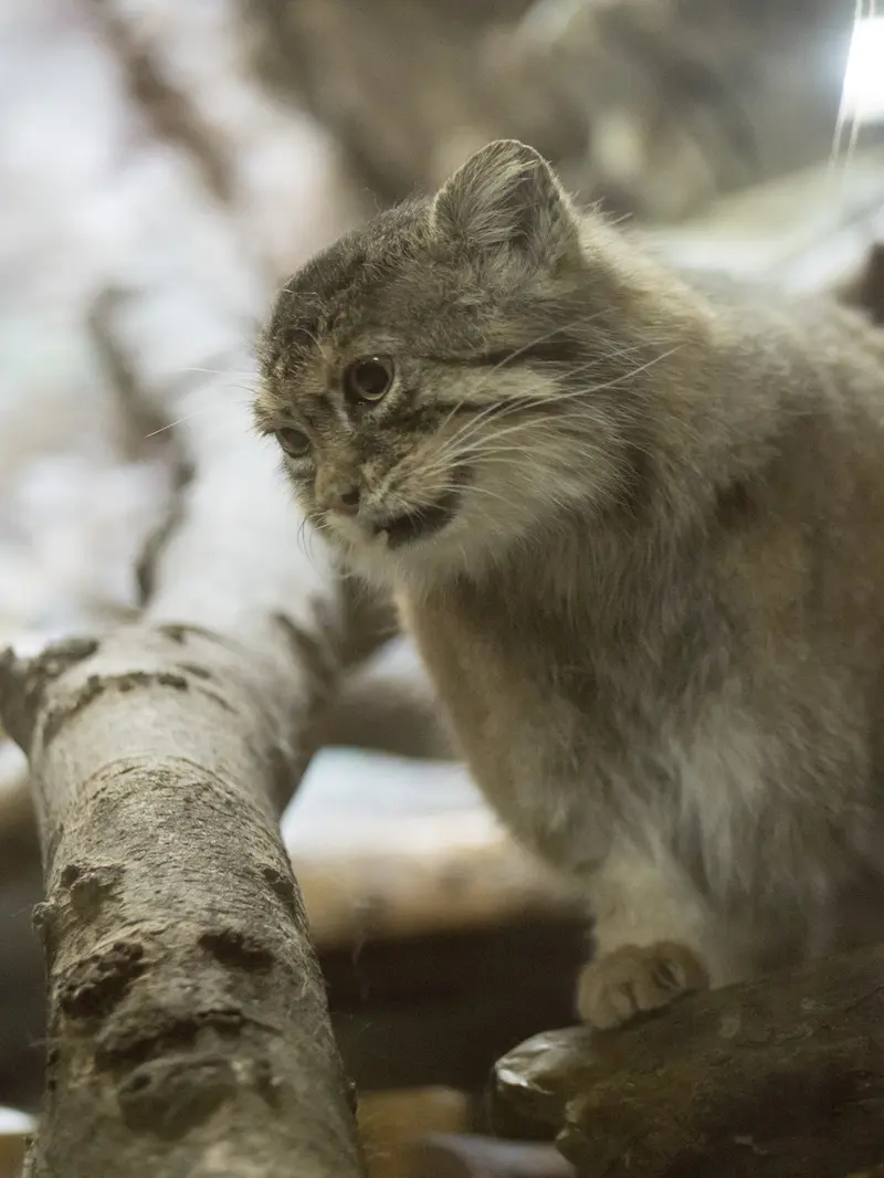 Фотография Примулы в Зоопарке Уено