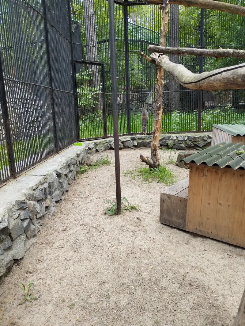 Фотография с манулом в Новосибирском Зоопарке