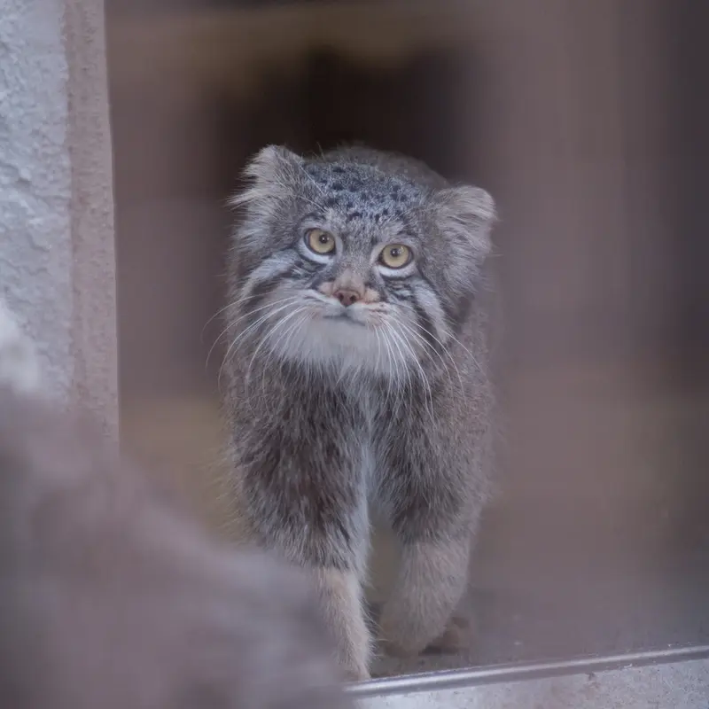 Фотография Фиги в Зоопарке Ногеяме