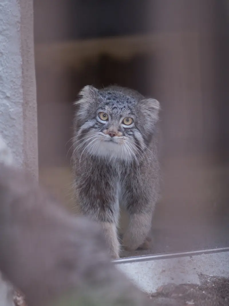 Фотография Фиги в Зоопарке Ногеяме