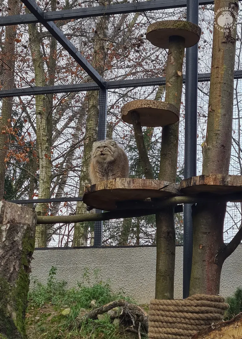 Фотография Мануэля в Гданском Зоопарке