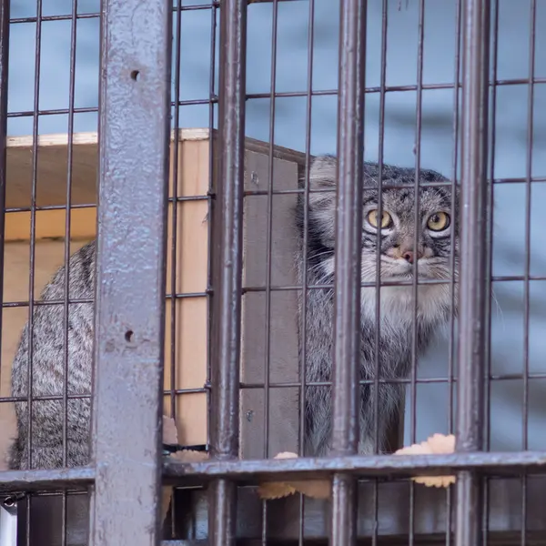 Фотография Фиги в Зоопарке Ногеяме