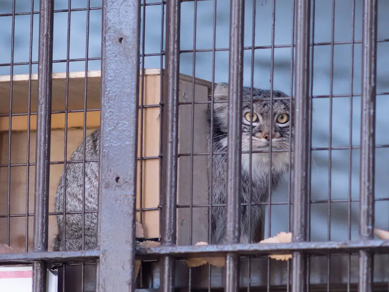 Фотография Фиги в Зоопарке Ногеяме