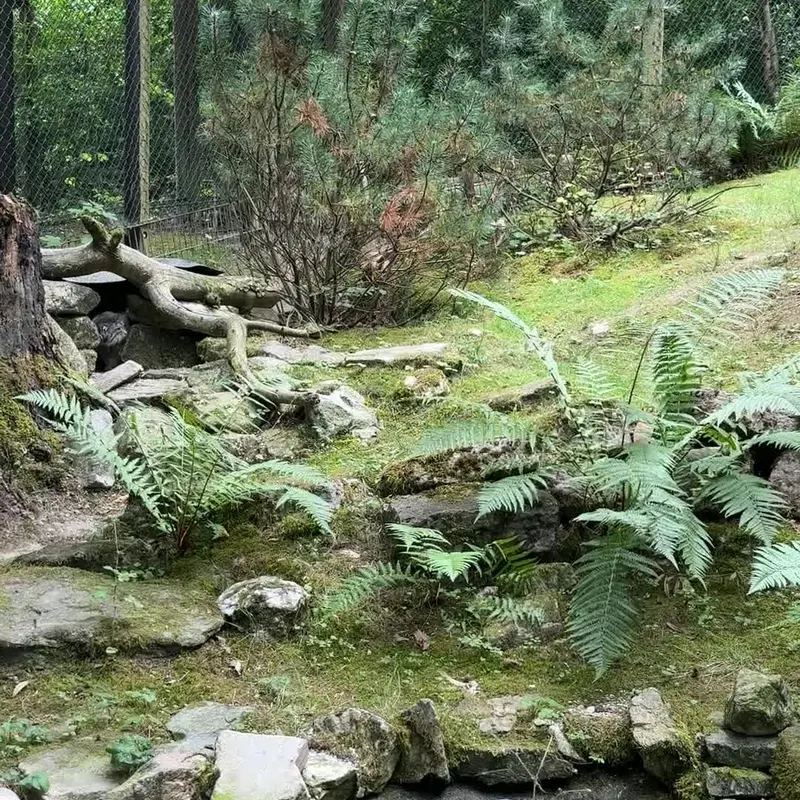 Фотография с манулом в Зоопарке Опель