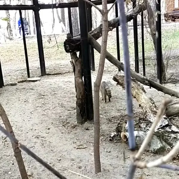 Фотография с манулом в Новосибирском Зоопарке