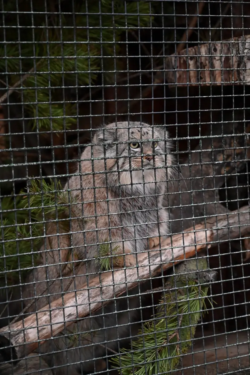 Фотография Шу в Ленинградском Зоопарке