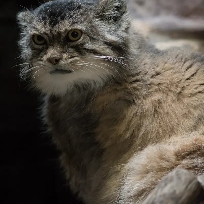 Фотография Примулы в Зоопарке Уено