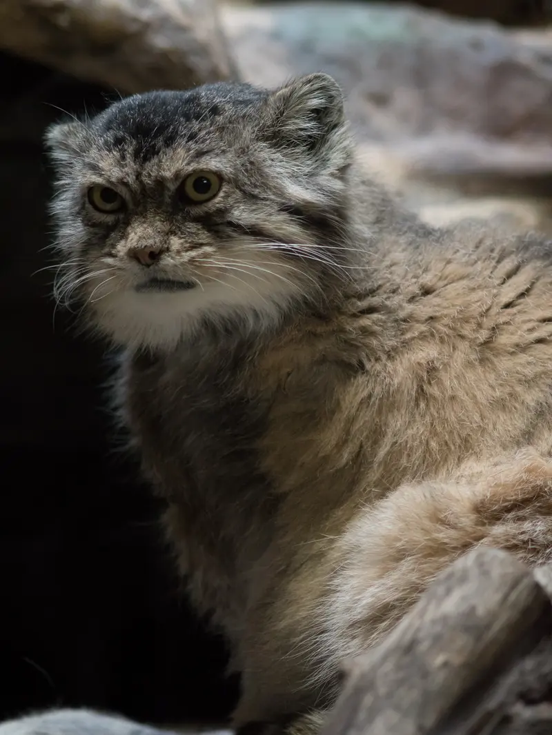 Фотография Примулы в Зоопарке Уено