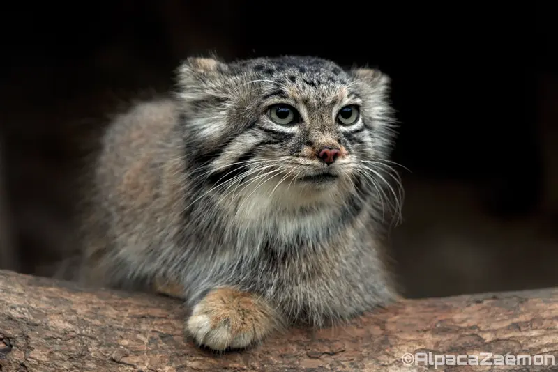 Фотография Аз в Царстве Животных Кобе