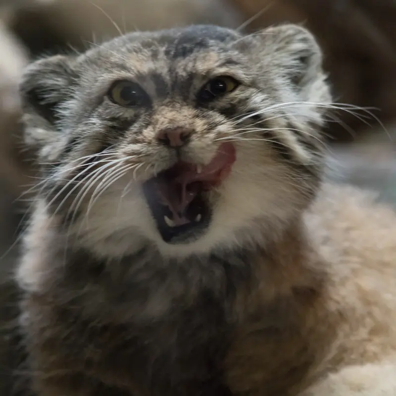 Фотография Примулы в Зоопарке Уено