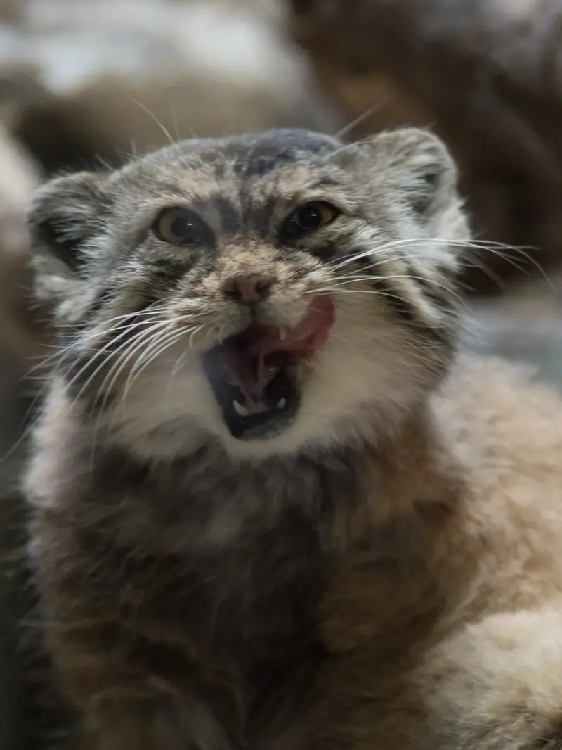 Фотография Примулы в Зоопарке Уено