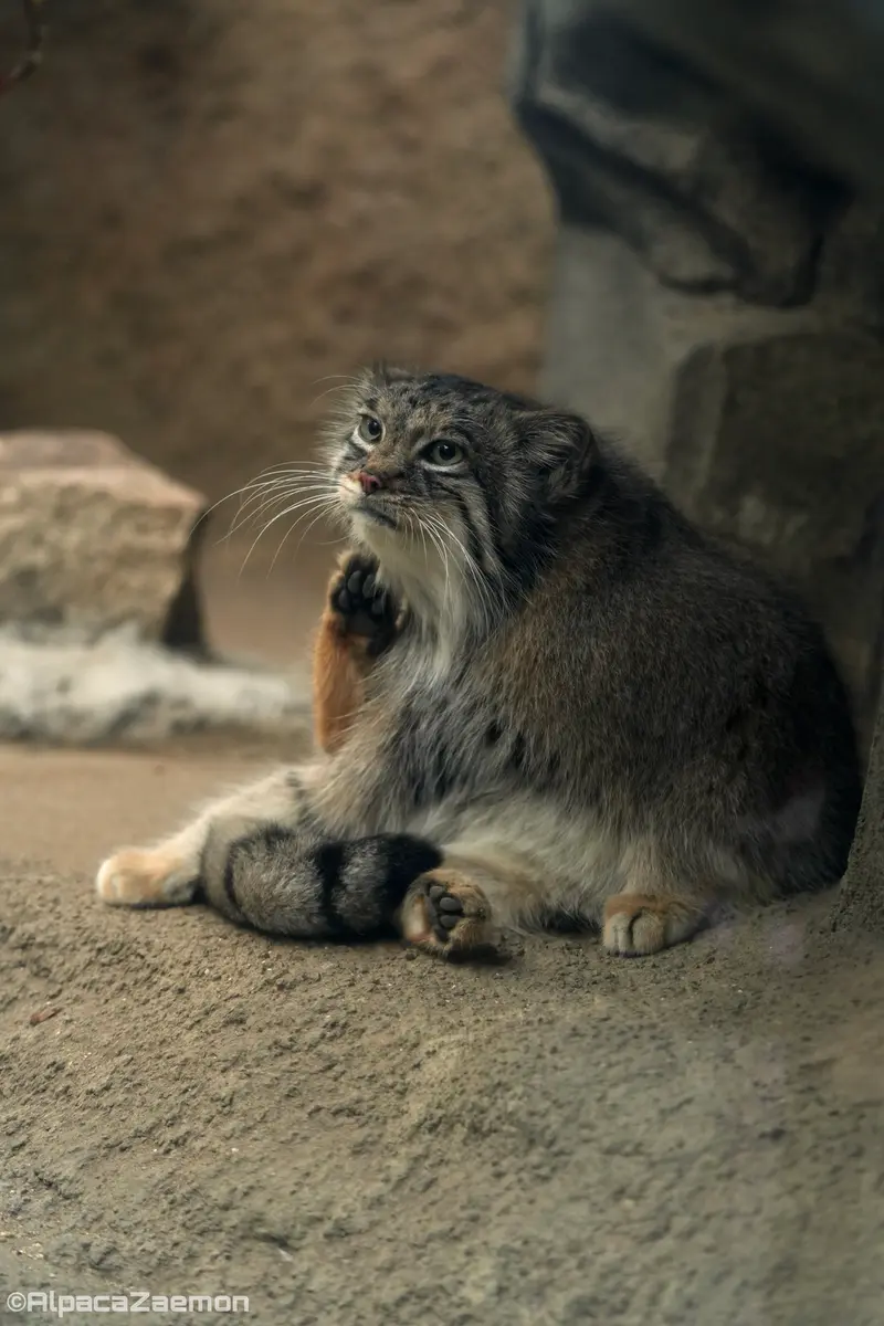 Фотография Аз в Царстве Животных Кобе