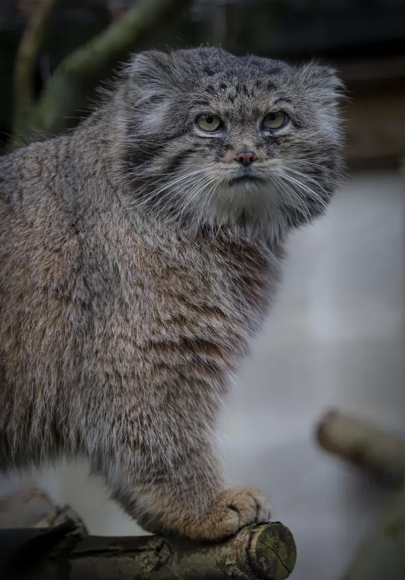Фотография Вораса в Лилльском Зоопарке