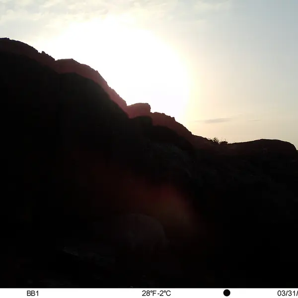 Фотография Сибирского Манула с фотоловушки Актас-Кункора