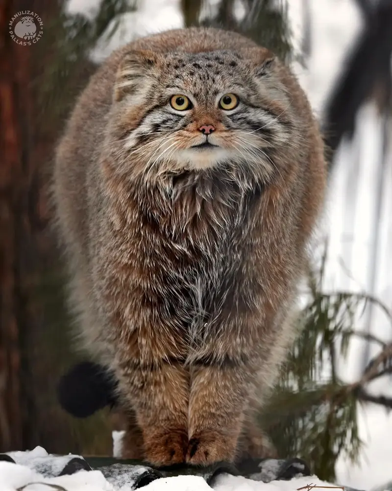 Фотография с манулом