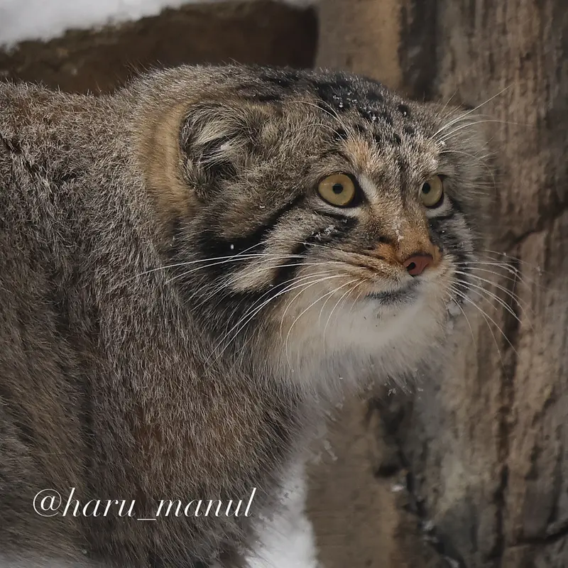 Фотография Нагому в Царстве Животных Насу