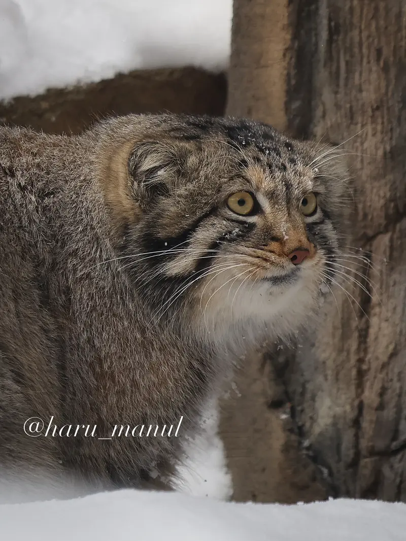 Фотография Нагому в Царстве Животных Насу