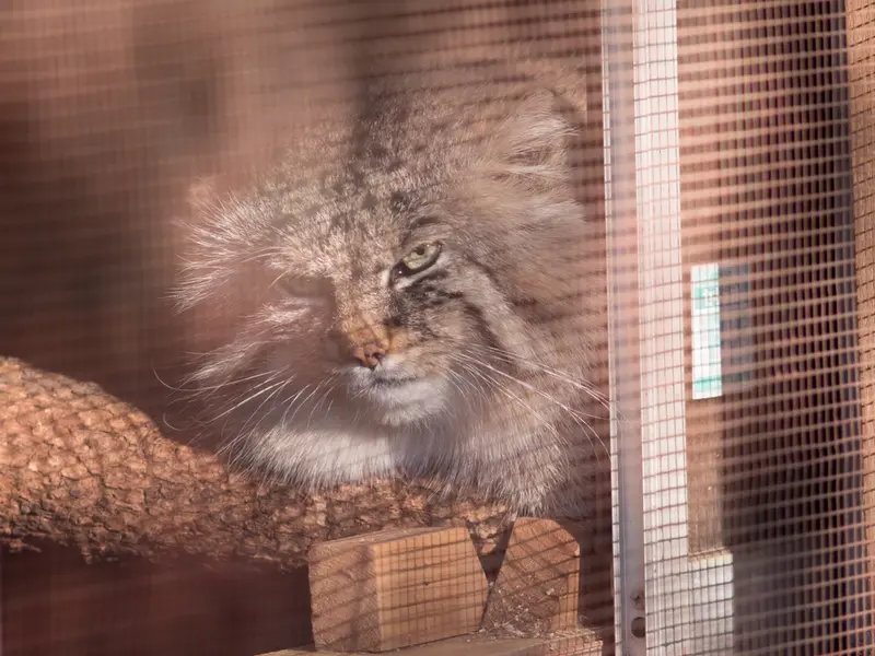 Фотография Лотоса в Детском зоопарке Сайтама