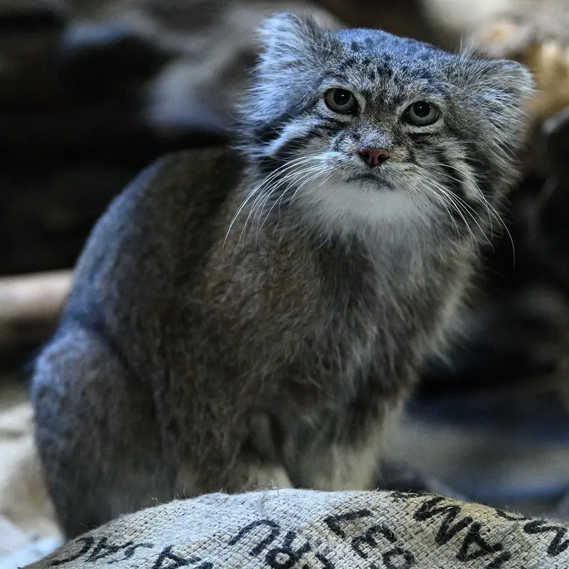 Фотография Клёна в Зоопарке Уено