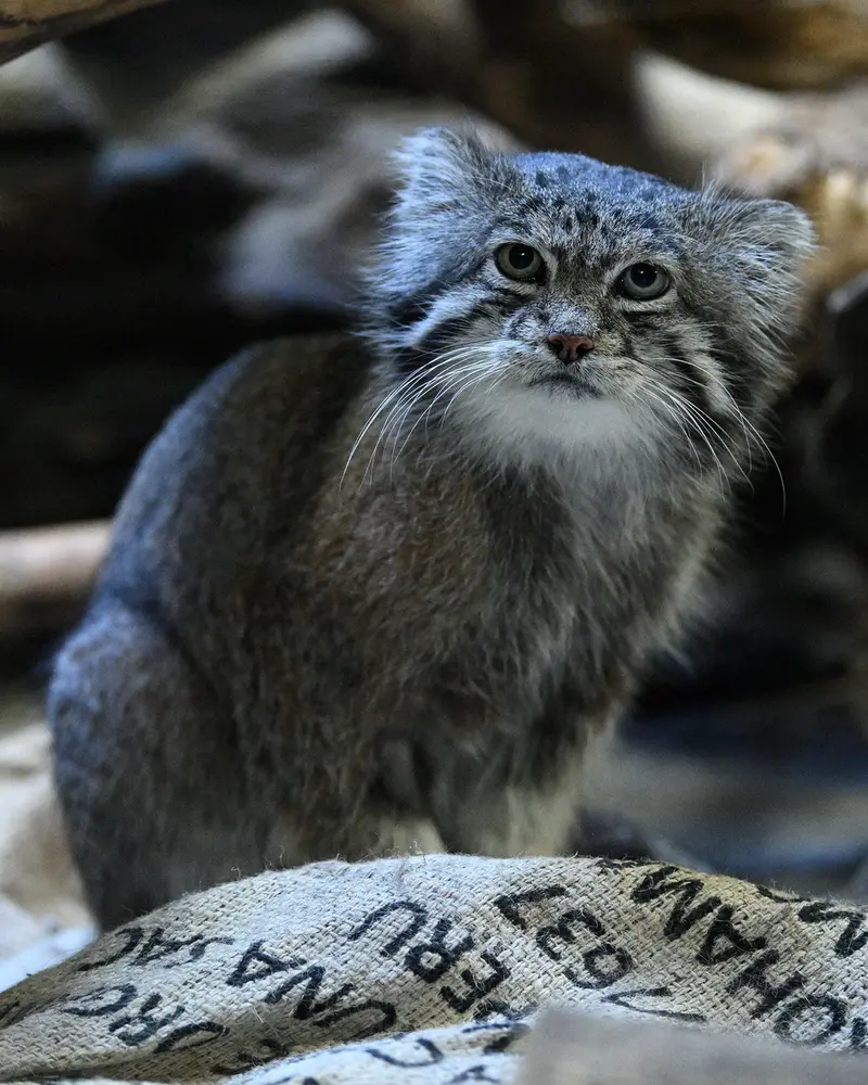 Фотография Клёна в Зоопарке Уено