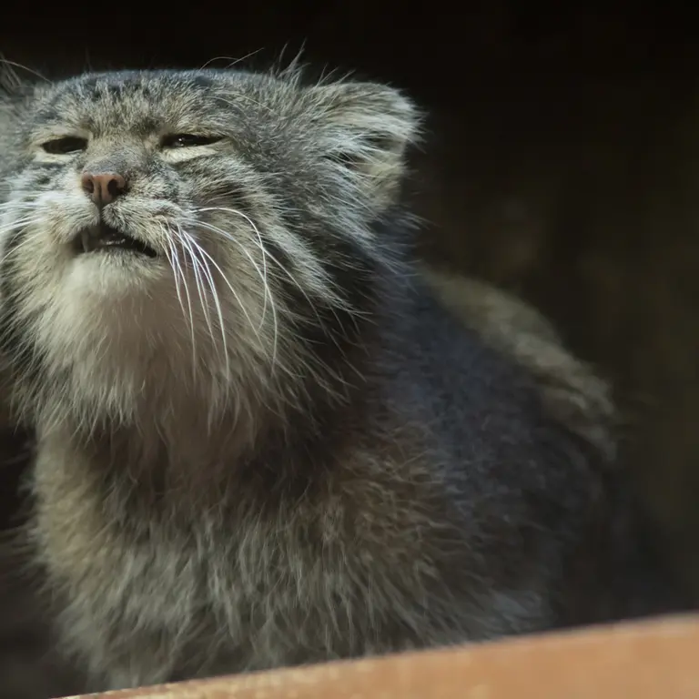 Фотография Клёна в Зоопарке Уено