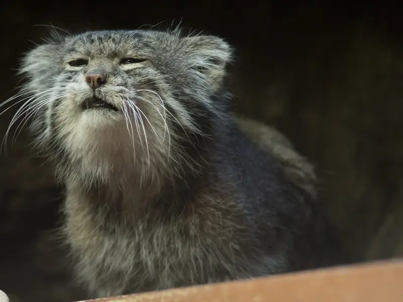 Фотография Клёна в Зоопарке Уено