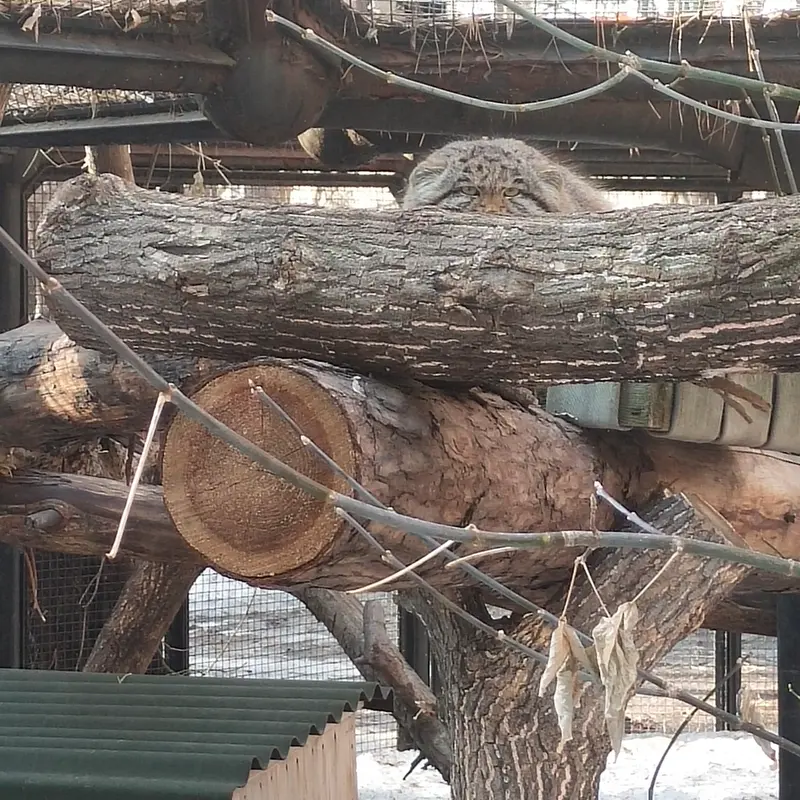 Фотография Серого в Новосибирском Зоопарке