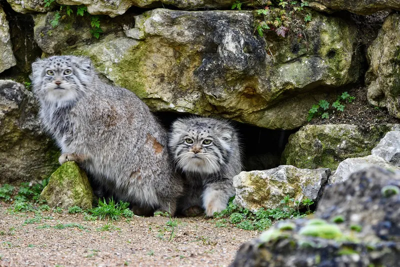 Фотография Атлана в Парке диких животных Порт-Лимпн