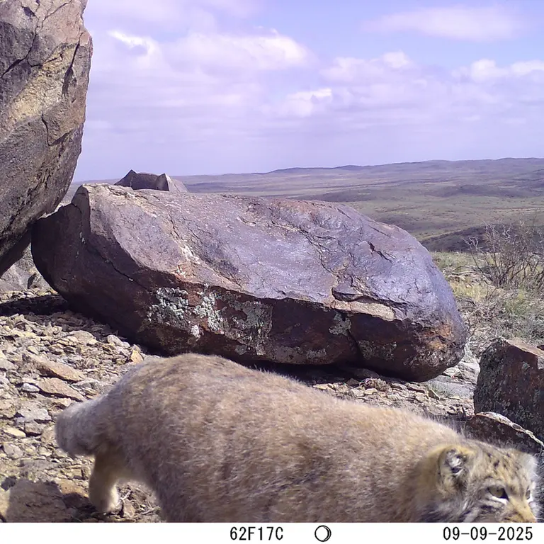 Фотография Сибирского Манула с фотоловушки Кошкар [новинка]