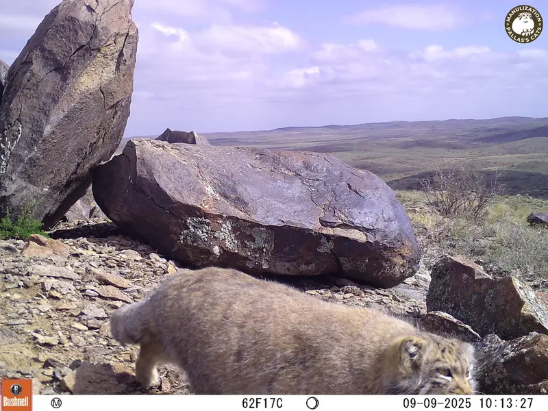 Фотография Сибирского Манула с фотоловушки Кошкар [новинка]