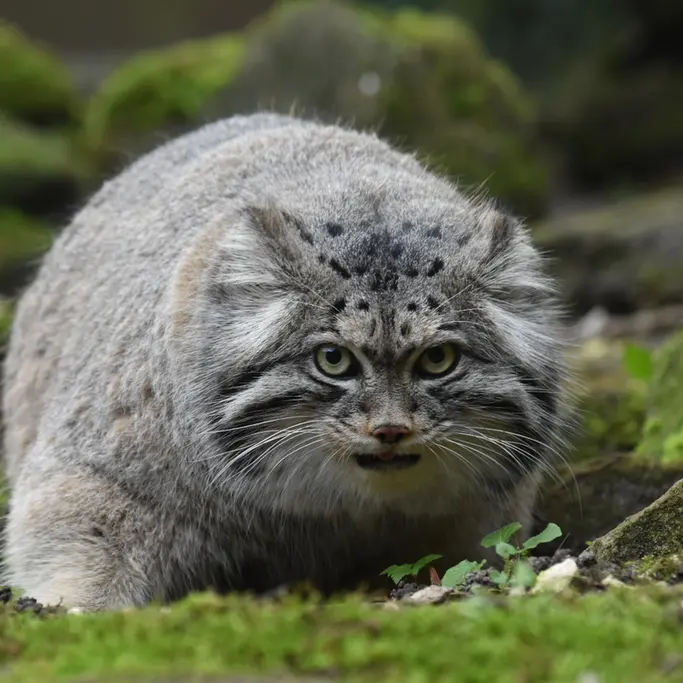 Фотография с манулом в Роттердамском Зоопарке