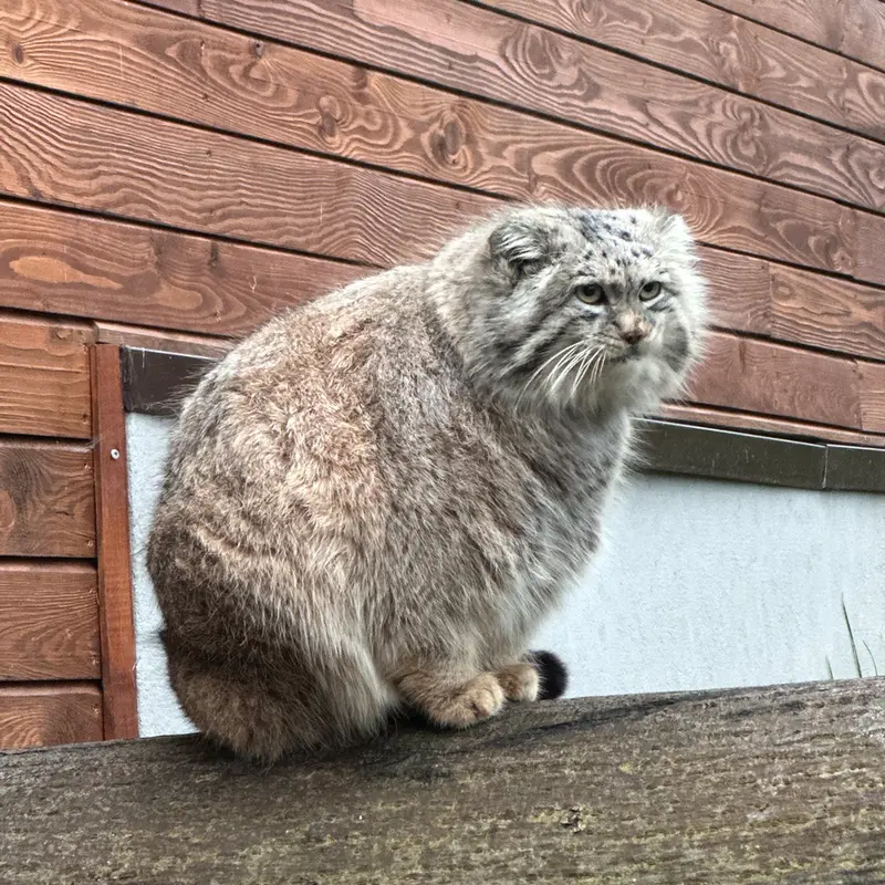Фотография с манулом в Гданском Зоопарке