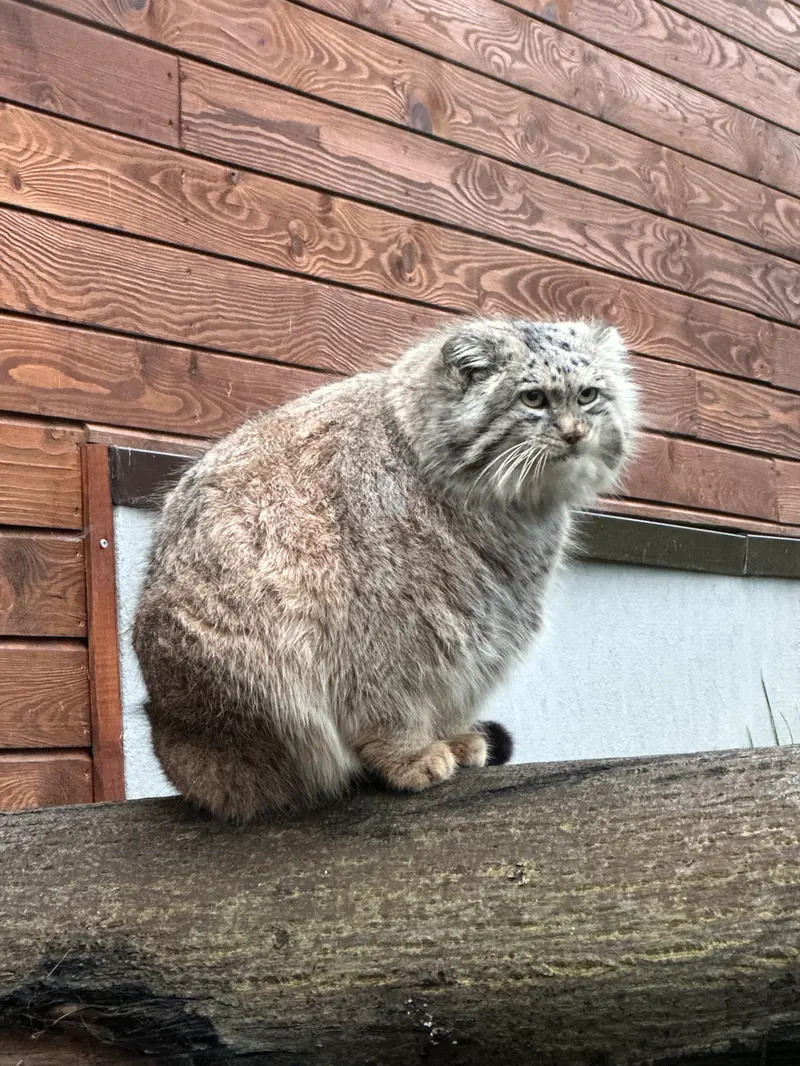 Фотография с манулом в Гданском Зоопарке