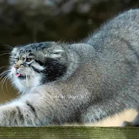 Фотография Груши в Зоопарке Асахияма