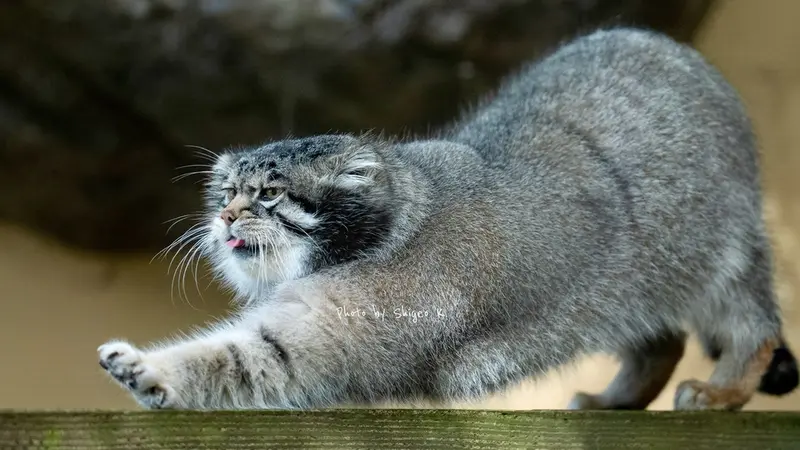 Фотография Груши в Зоопарке Асахияма