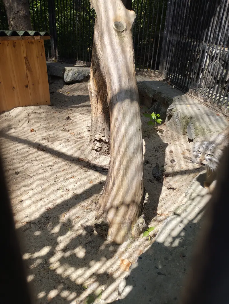 Фотография с манулом в Новосибирском Зоопарке