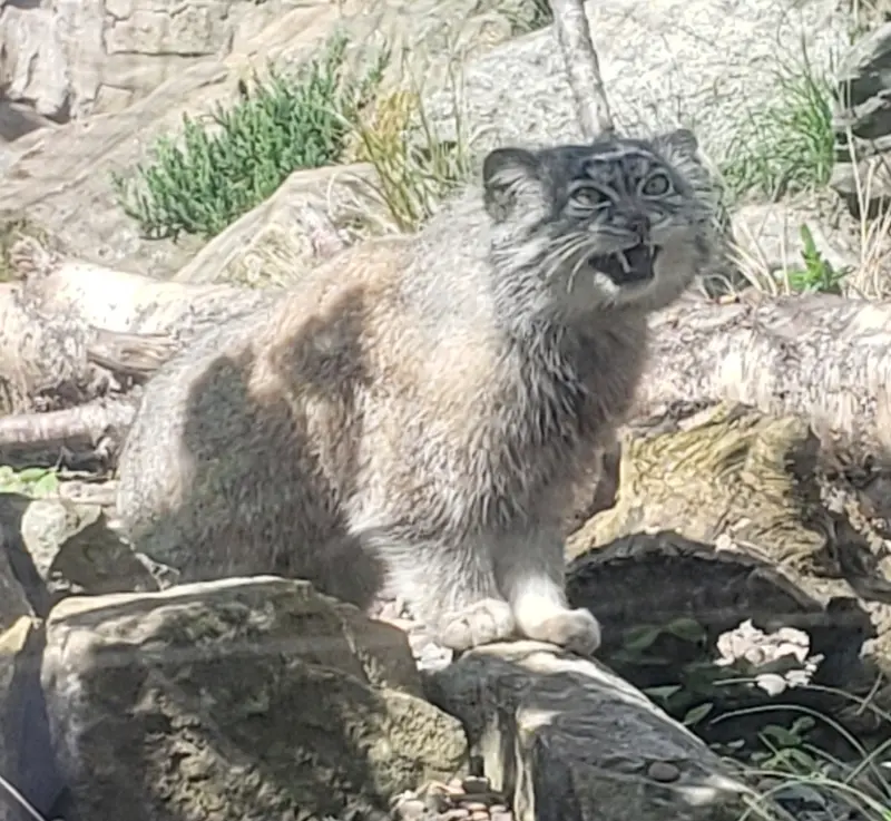 Фотография с манулом в Эдинбургском Зоопарке