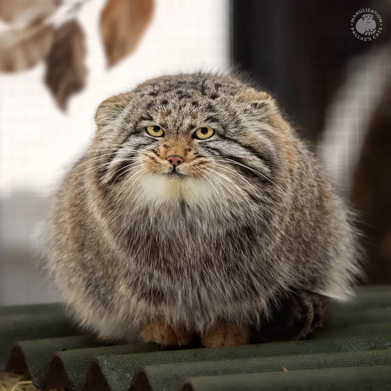Фотография Серого в Новосибирском Зоопарке