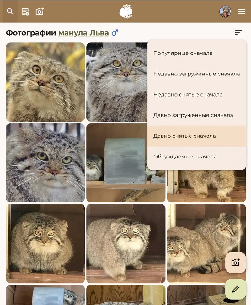 Фотография с манулом