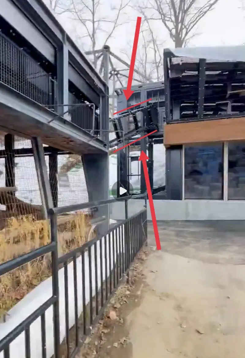 Фотография с манулом