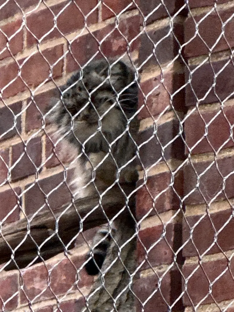 Фотография с манулом в Зоопарке Проспект-парка