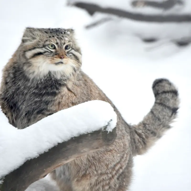 Фотография с манулом в Новосибирском Зоопарке