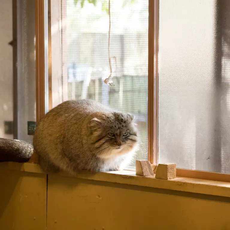 Фотография Лотоса в Детском зоопарке Сайтама