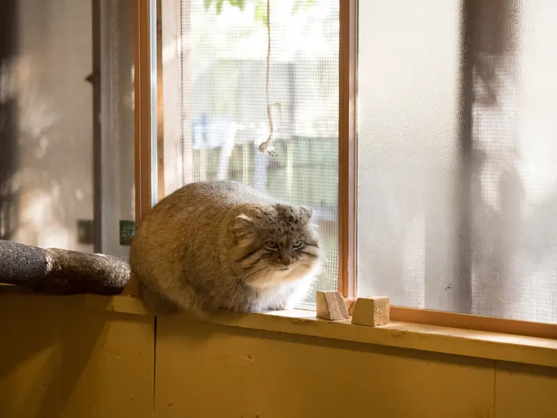 Фотография Лотоса в Детском зоопарке Сайтама
