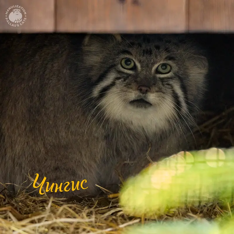 Фотография с манулом