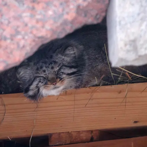 Фотография Дарлая в Московском Зоопарке